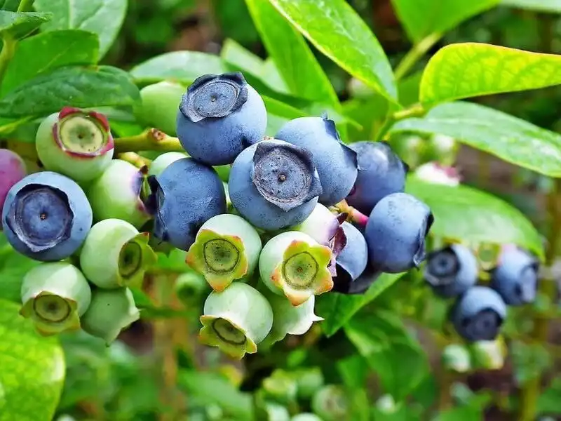 What is Bilberry Extract Good For?